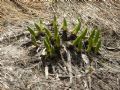 Veratrum album